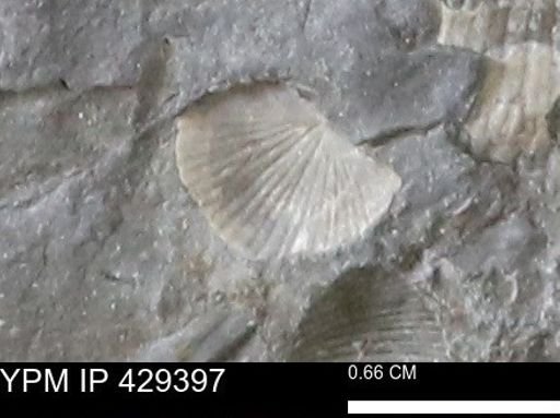 Devonochonetes scitulus