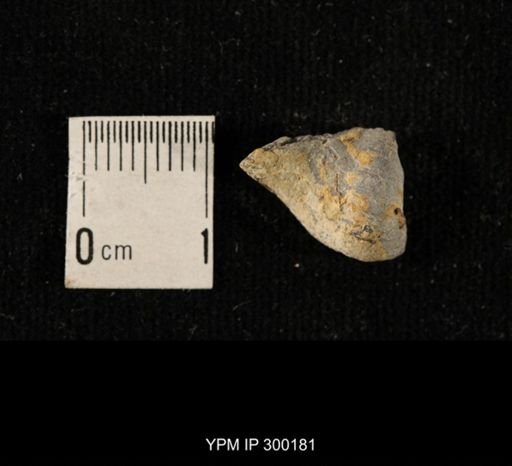 Chonetes subliratus