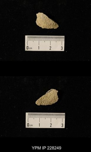Juresania ovalis