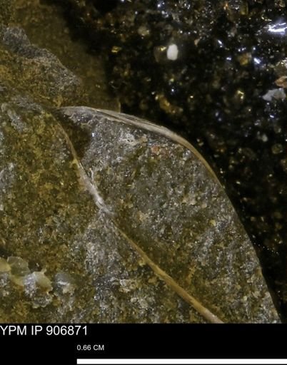 Pseudoptera sp.