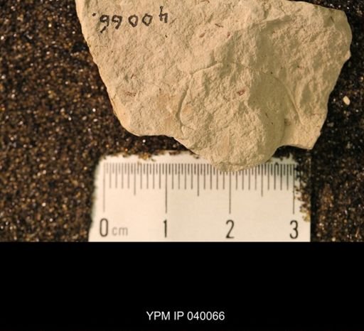 Hexapoda