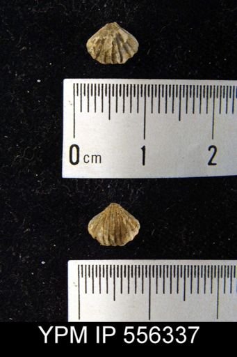 Rhynchonella sp.