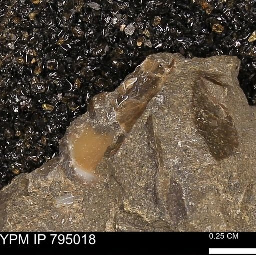 undet. Mollusca