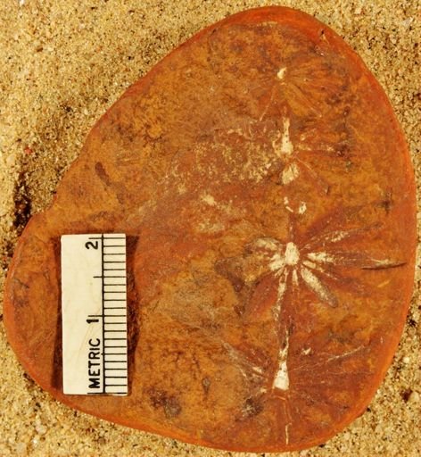 Annularia