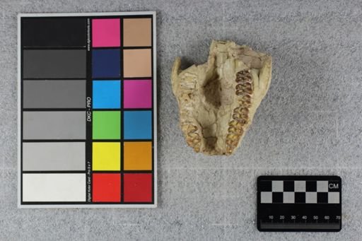 Mesohippus bairdi