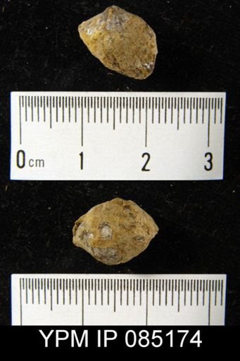 Atrypa reticularis