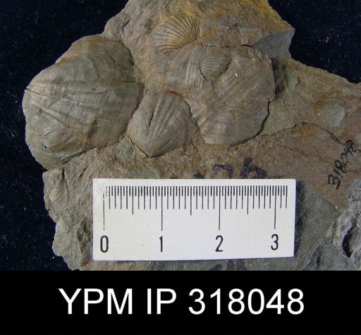Leiorhynchus sinuatum