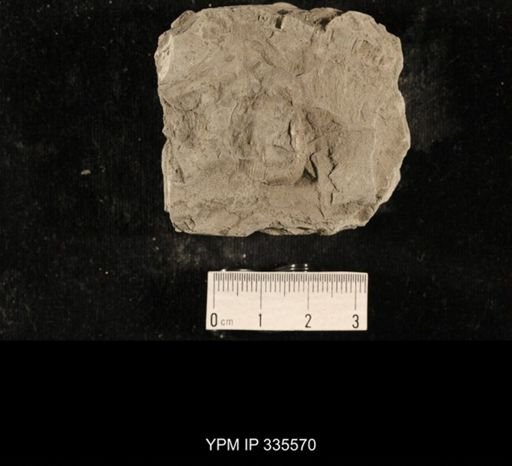 Linoproductus sp.