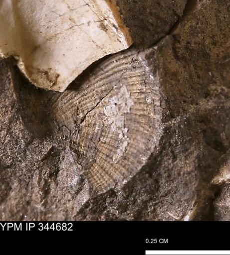 Parallelodon (Cosmetodon)?