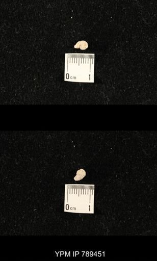 undet. Bryozoa