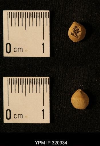 Dielasma elongatum