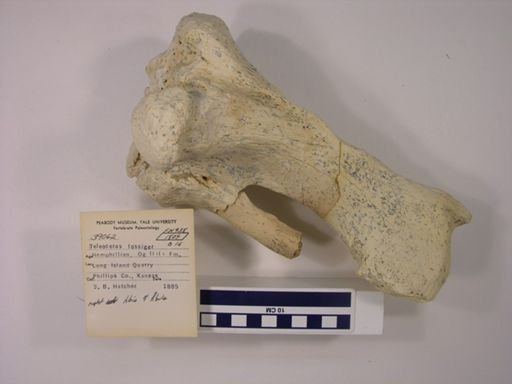 Teleoceras fossiger