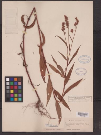 Polygonum pensylvanicum