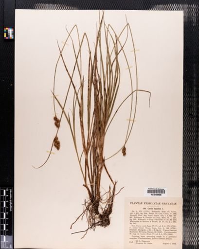 Carex leporina