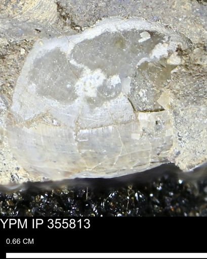 undet. Bivalvia