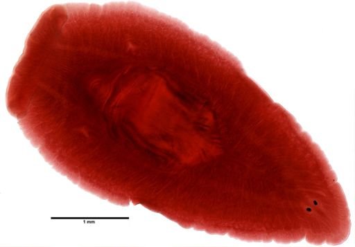 Bdelloura candida