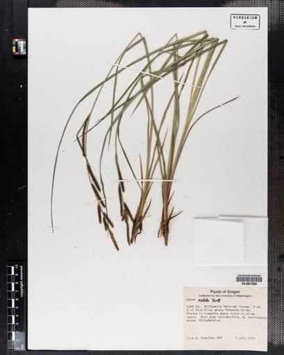 Plantae