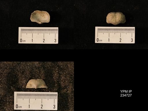 Marginifera splendens