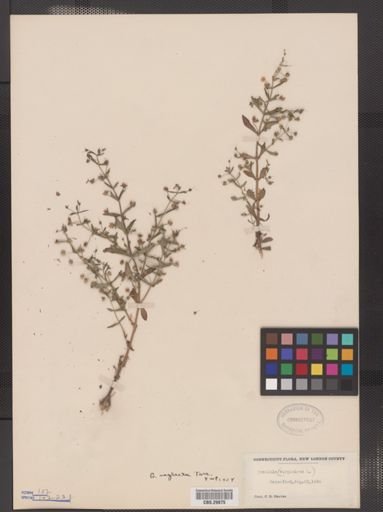 Gratiola neglecta