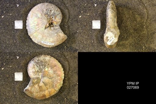 Hoploscaphites comprimus