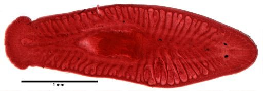 Bdelloura candida