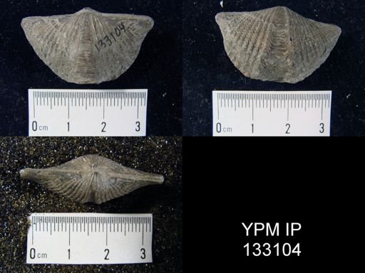 Mucrospirifer sp.