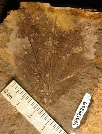Platanus dissecta