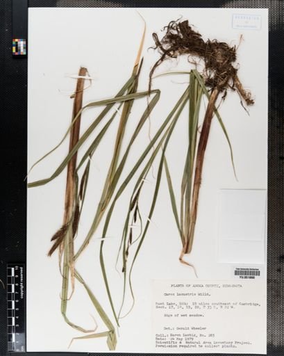 Carex lacustris