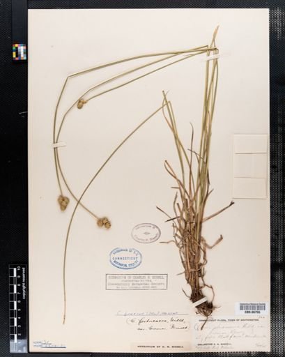 Carex straminea