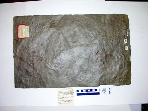 Grallator cursorius