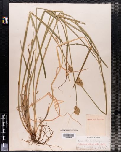 Carex alata