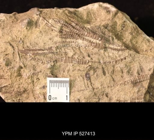 Iocrinus subcrassus