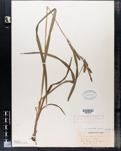 Carex scabrata