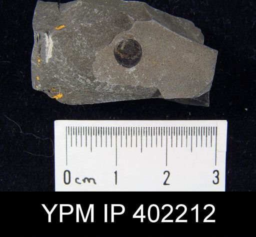 Paterula subcircularis