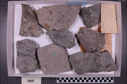 mixed taxa, stratigraphic collection