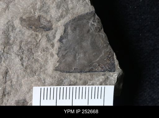 undet. Eurypterida