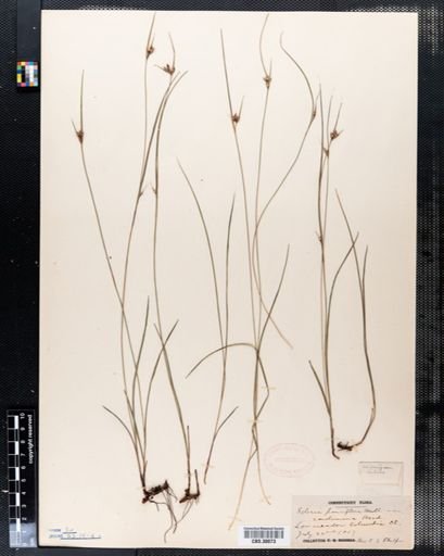 Scleria pauciflora