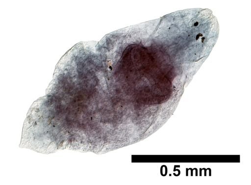 Plagiostomum