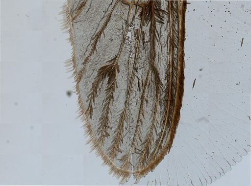 Culex pipiens