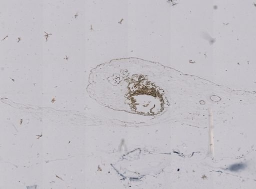 Vampyroteuthis infernalis