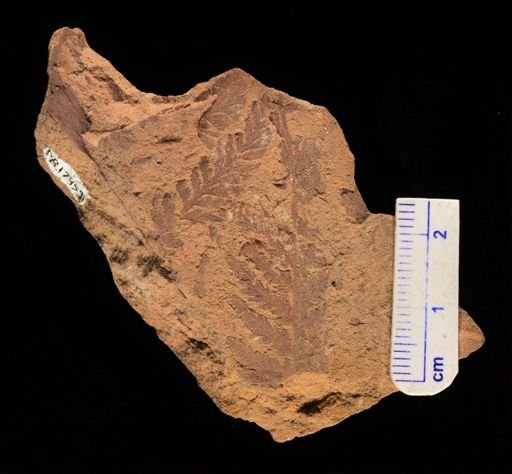Cladophlebis sp.