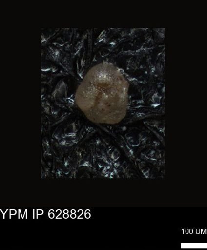 undet. Foraminiferida