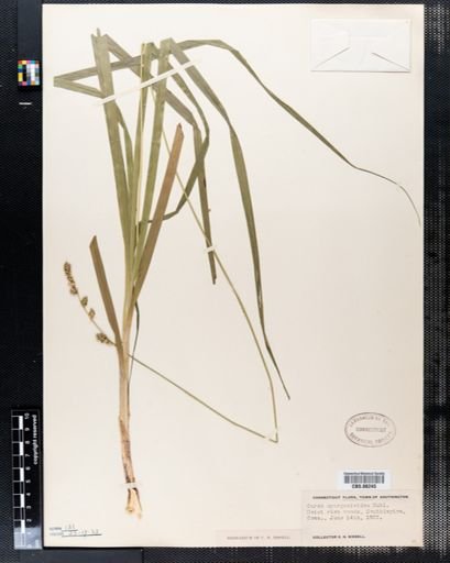 Carex sparganioides