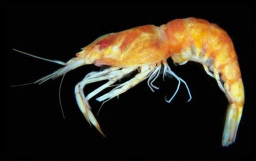 Parapasiphae sulcatifrons