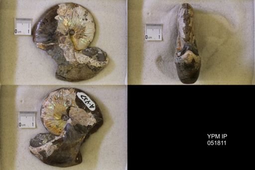 Hoploscaphites nicolletii