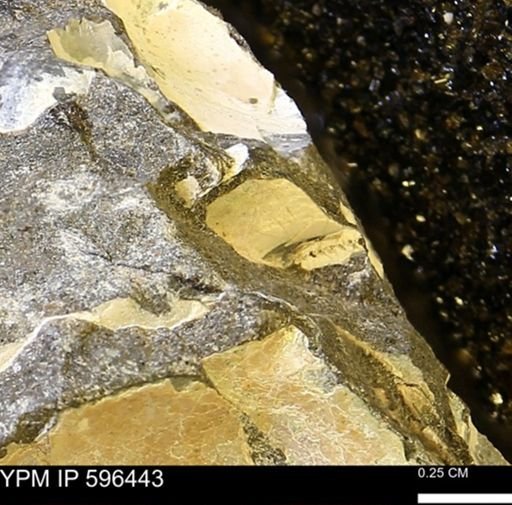 undet. Mollusca
