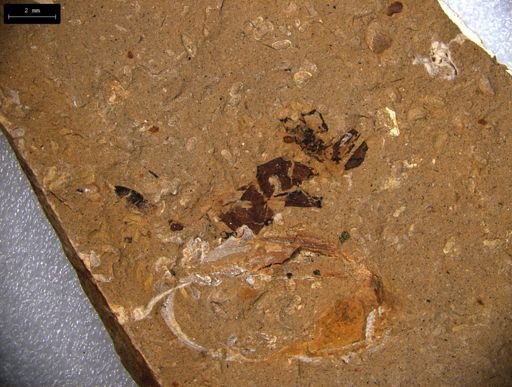 bedding plane assemblage of associated fauna including ostracods and macerated insect exoskeleton