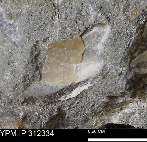 undet. Bivalvia