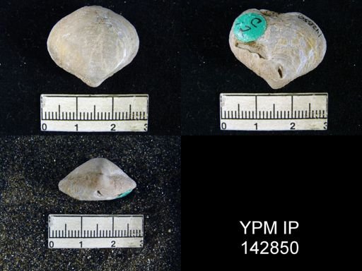 Athyris subexpansa