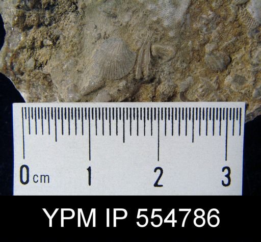 Rhipidomella uberis
